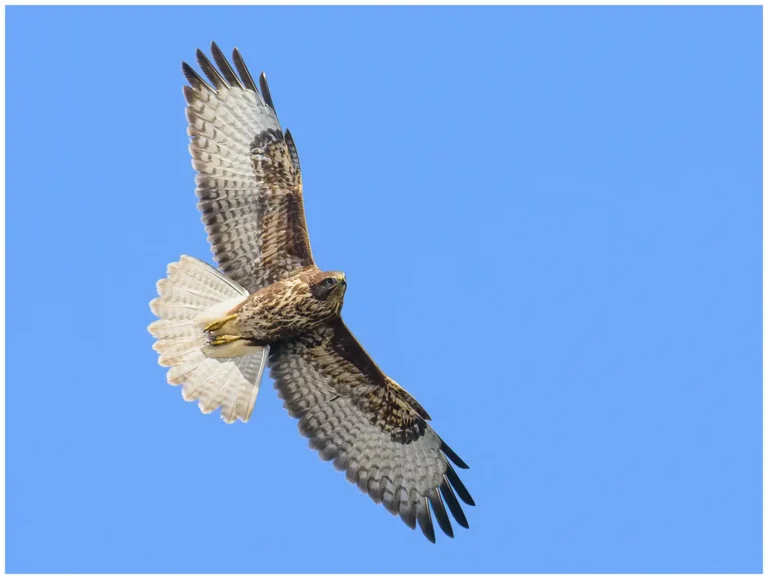 Ormvråk - (Common Buzzard) - underifrån