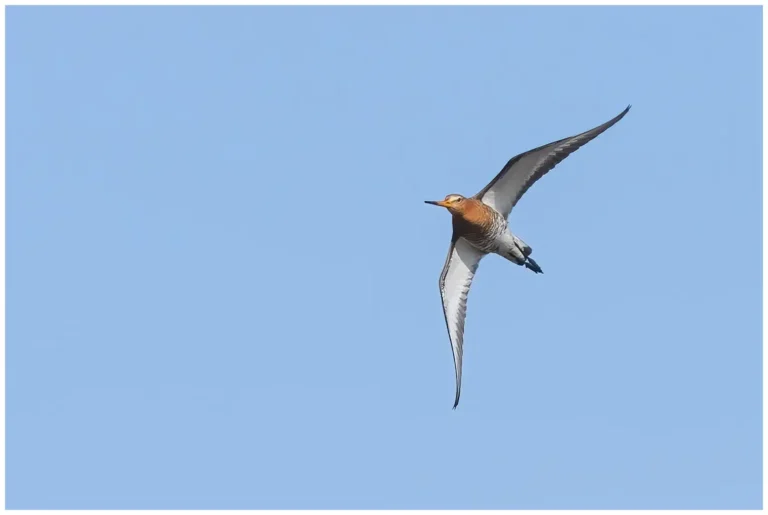 Rödspov - (Black-tailed Godwit) - flyger