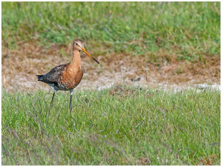 Rödspov - (Black-tailed Godwit)