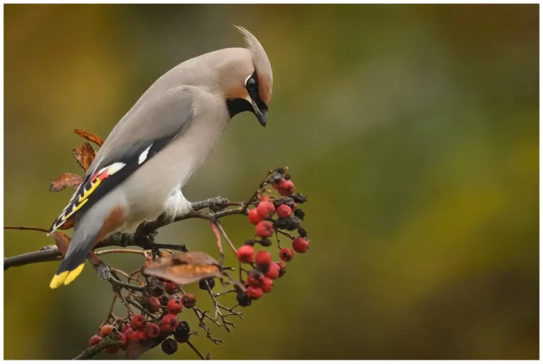 Sidensvans - (Waxwing) - i rönnbärsträd