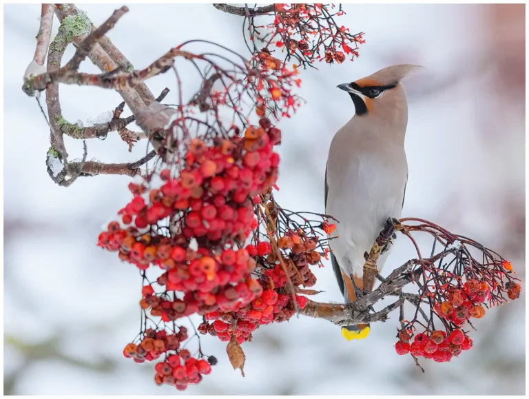 Sidensvans - (Waxwing) - vintern och rönnbär