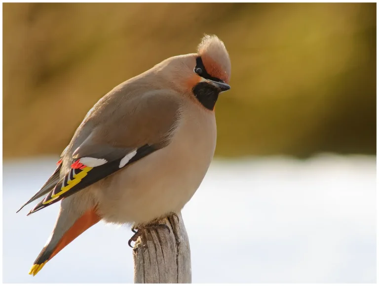 Sidensvans - (Waxwing) - på en pinne