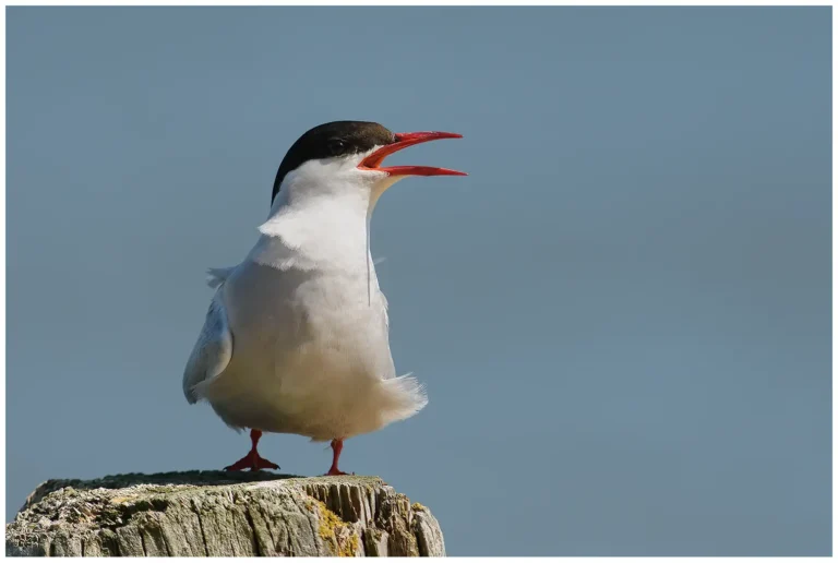 Silvertärna - (Arctic Tern)