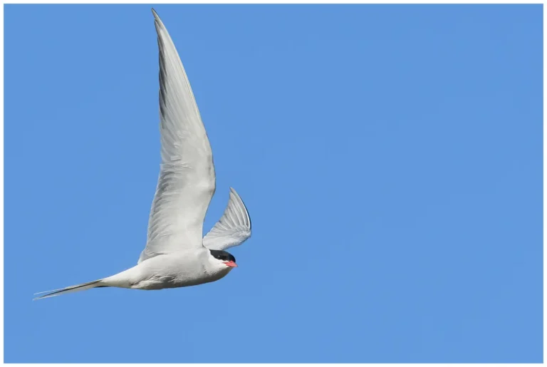 Silvertärna - (Arctic Tern) - flygande