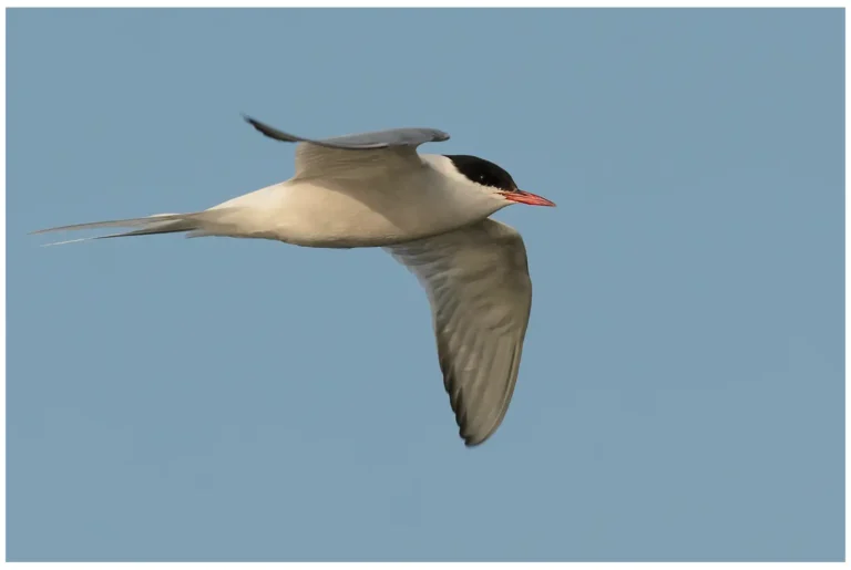 Silvertärna - (Arctic Tern) - streckande