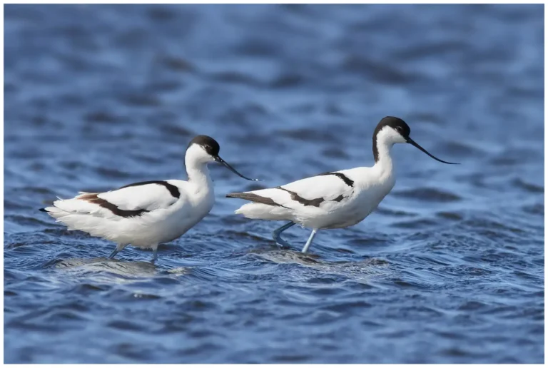 Skärfläcka - (pied-avocet) - ett par