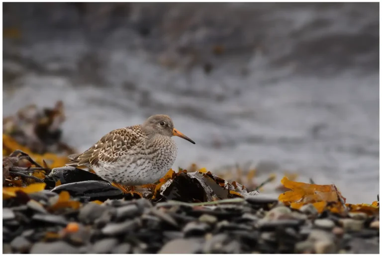 Skärsnäppa - (Purple Sandpiper)