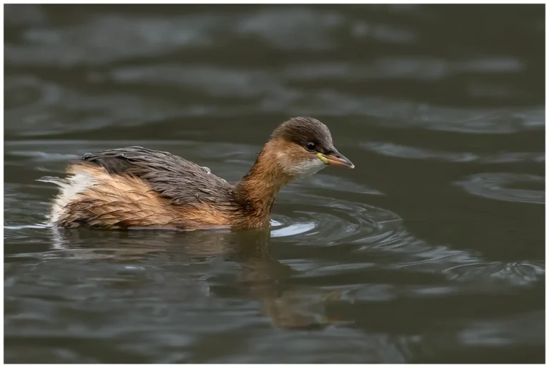 Smådopping - (Little Grebe)