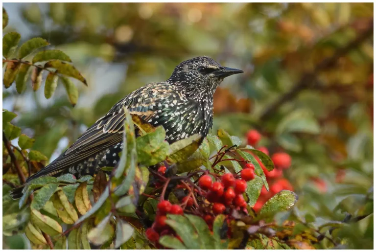 Stare - (Common Starling)