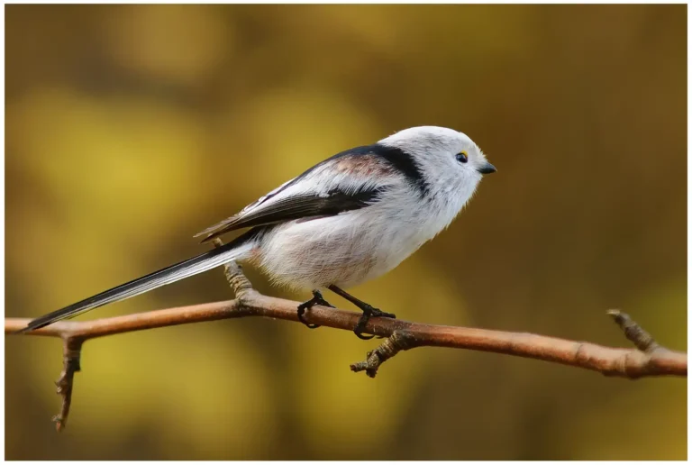 stjartmes - (long tailed tit)