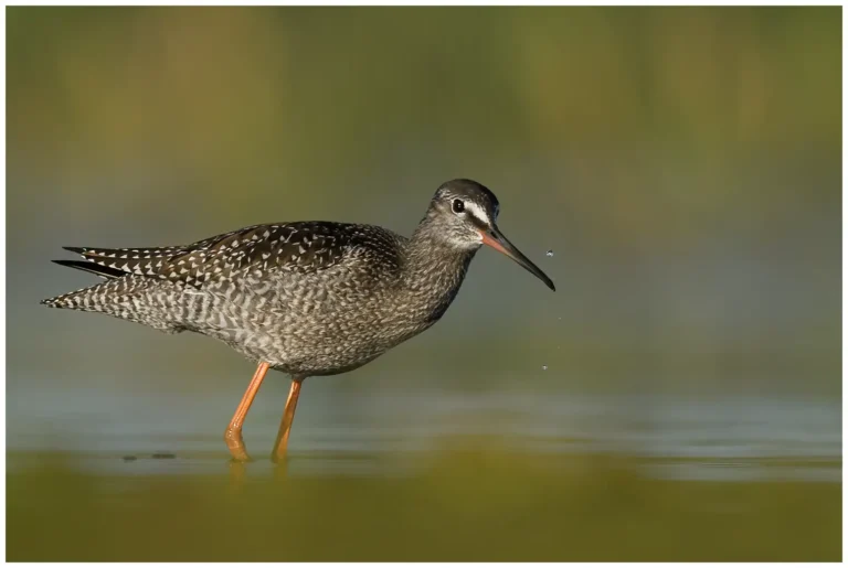 svartsnäppa - (spotted -redshank) - ungfågel