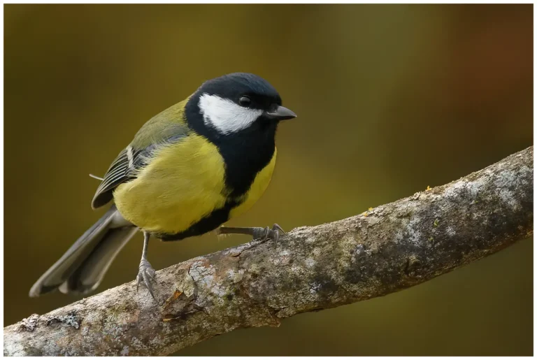 Talgoxe - (Great Tit)