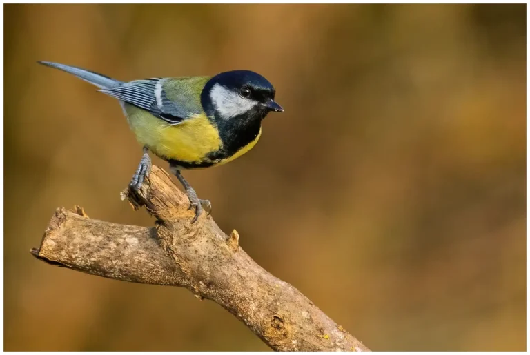 Talgoxe - (Great Tit)