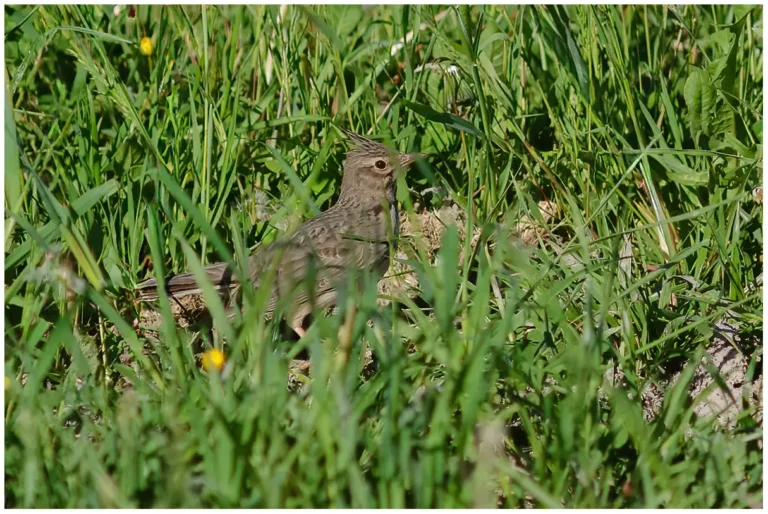 Tofslärka - (Crested Lark)