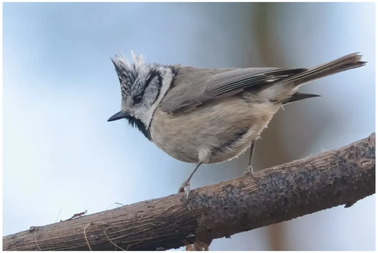 Tofsmes - (Crested Tit)