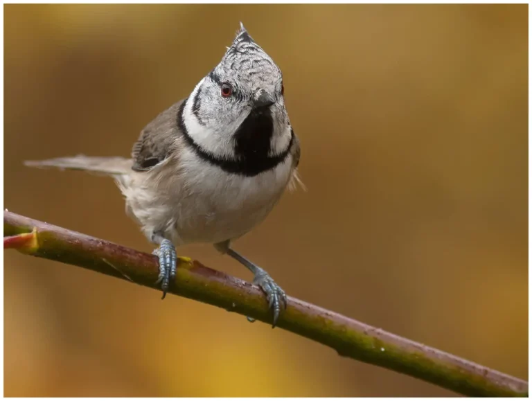 Tofsmes - (Crested Tit)