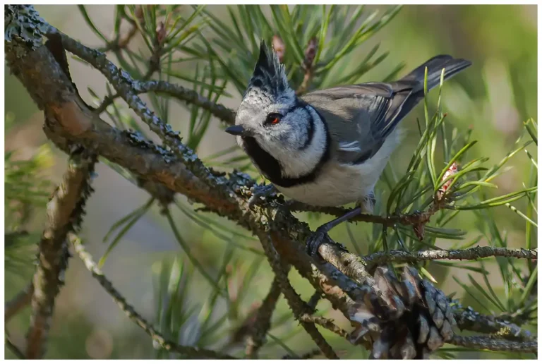 Tofsmes - (Crested Tit)