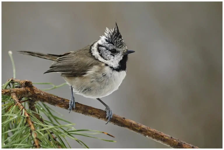 Tofsmes - (Crested Tit)