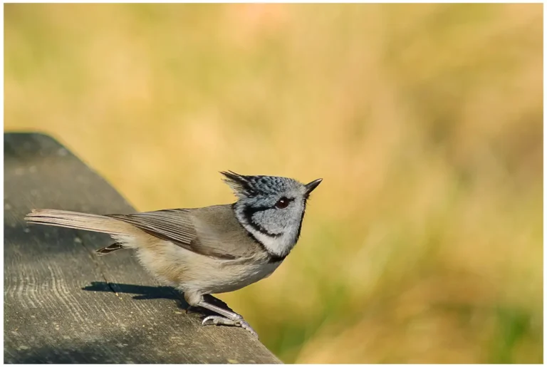 Tofsmes - (Crested Tit)