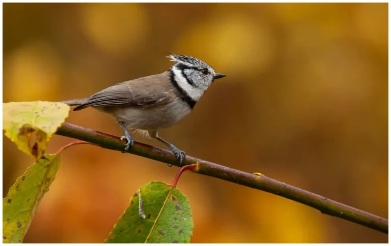 Tofsmes - (Crested Tit)