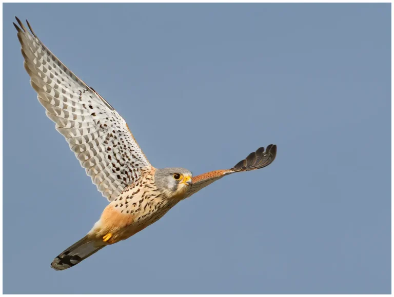 Tornfalk - )Common Kestrel) - hane flyger