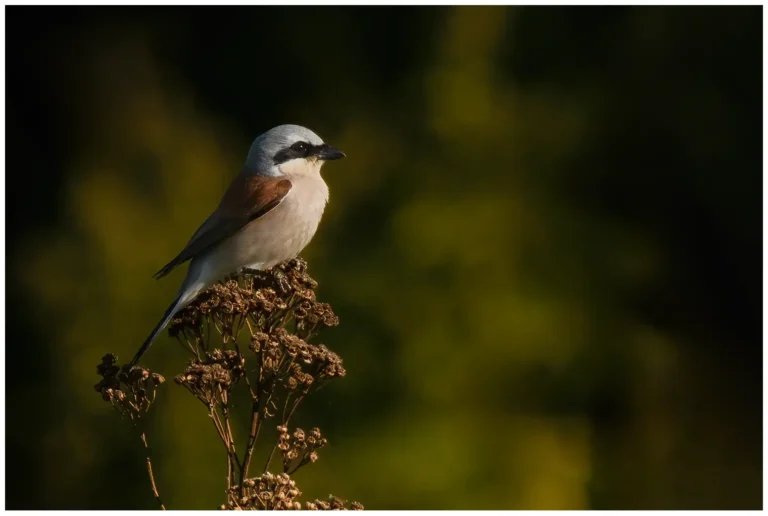 Törnskata - (Red-backed Shrike)