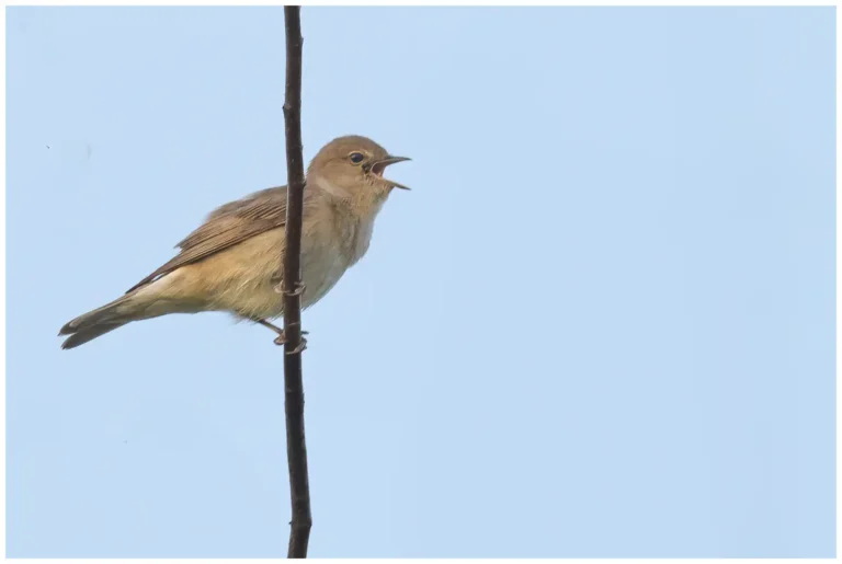 Trädgårdssångare - (Garden Warbler)