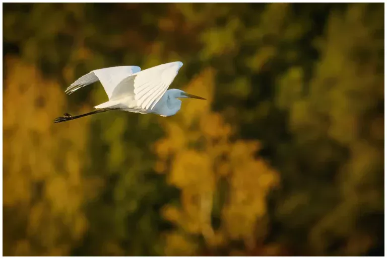 Ägretthäger - (Great white Heron)