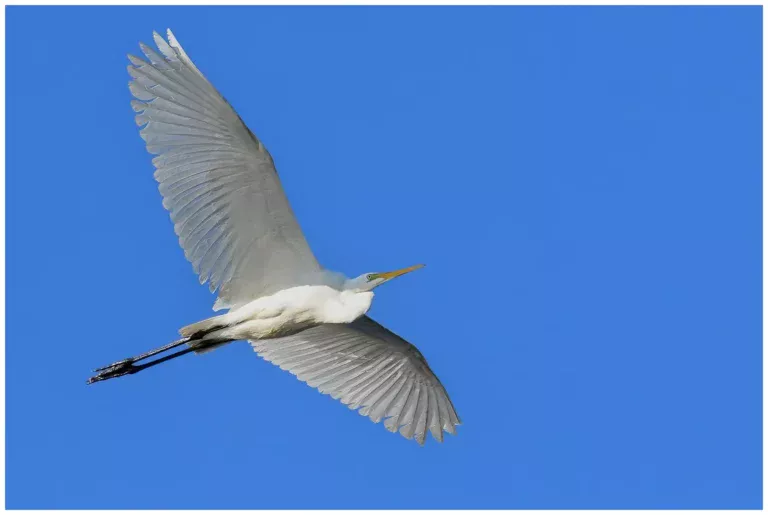 Ägretthäger - (Great white Heron)