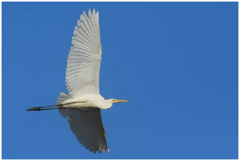 Ägretthäger - (Great white Heron)