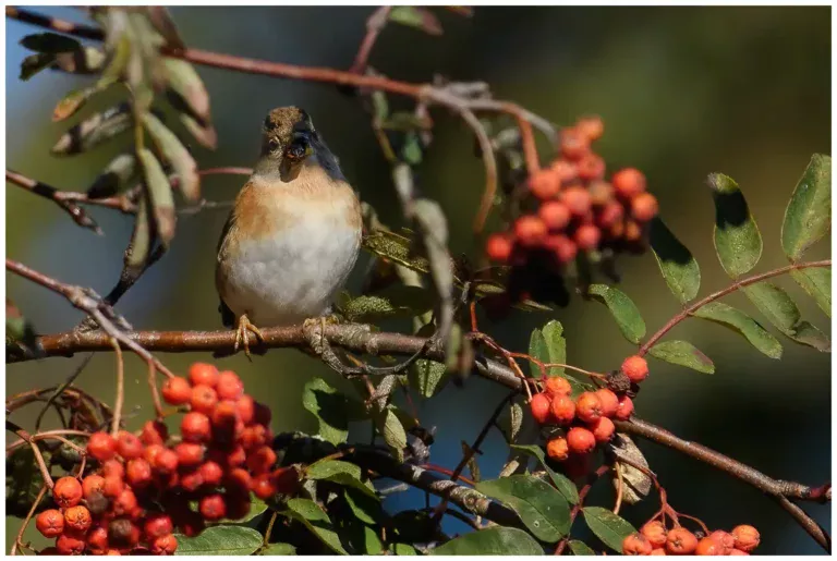 Bergfink - (Brambling) - i rönnbärsträd