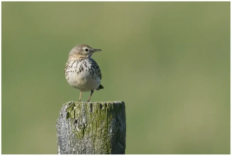 Ängspiplärka - (Meadow Pipit)