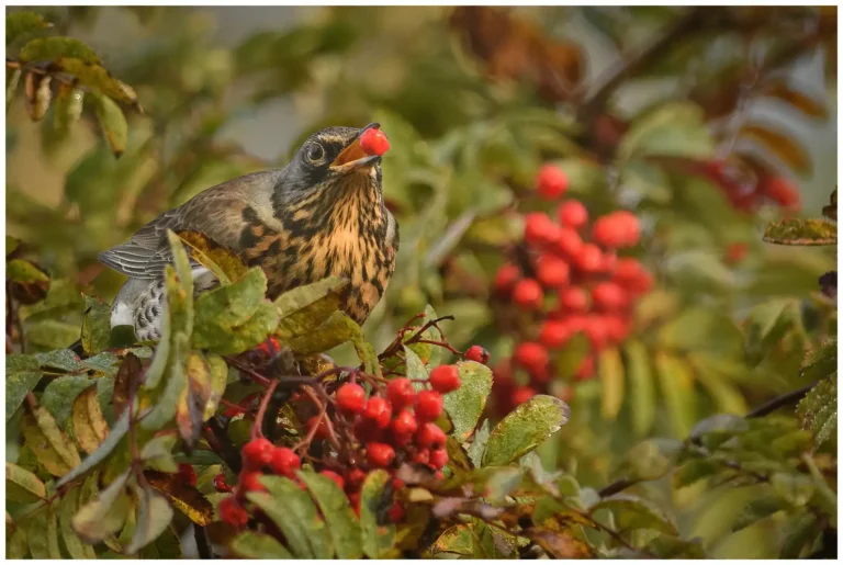 Björktrast - (Fieldfare) - i rönnbärsträd