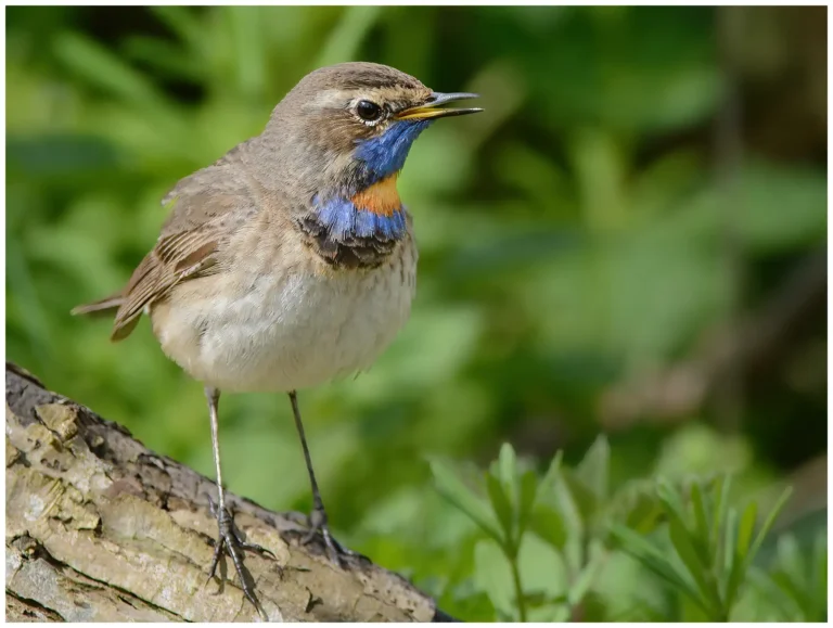 sjungande Blåhake - (Bluethroat)