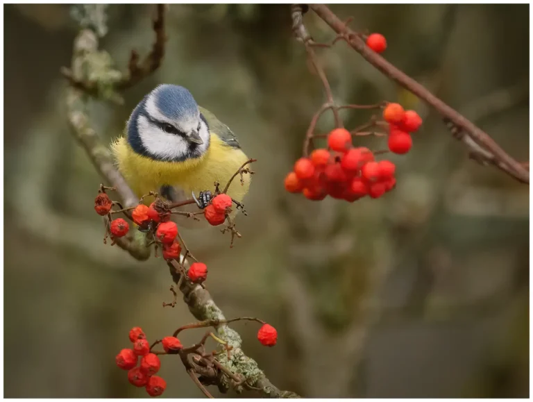 Blåmes - (Blue Tit) - i rönnbärsträd