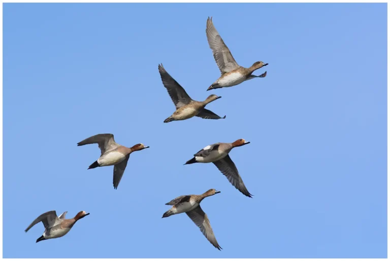 Bläsand - (Eurasian Wigeon) -flock flyger