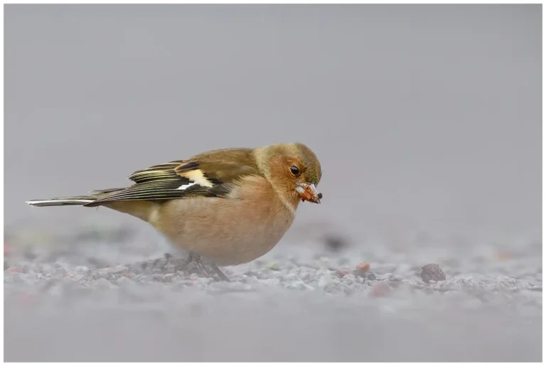 Bofink - (Common Chaffinch)