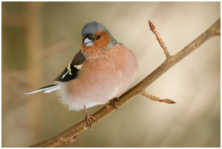 Bofink - (Common Chaffinch) - hane