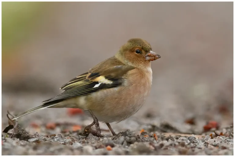 Bofink - (Common Chaffinch)