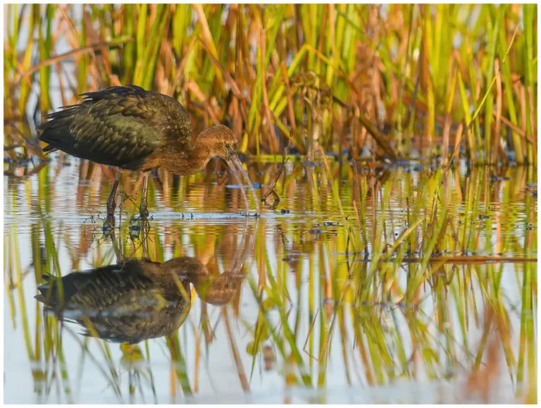 Bronsibis - (Glossy Ibis)