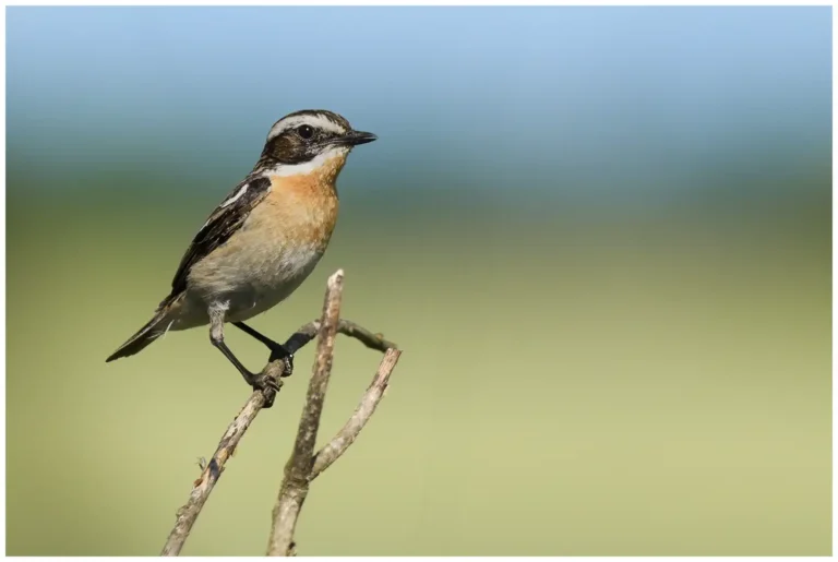 Buskskvätta - (Whinchat)