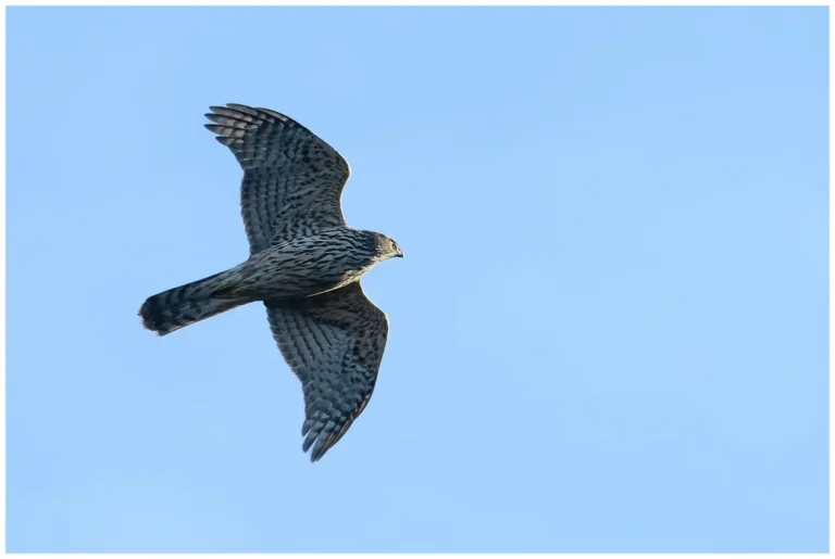 Duvhök - (Northern Goshawk) - ungfågel