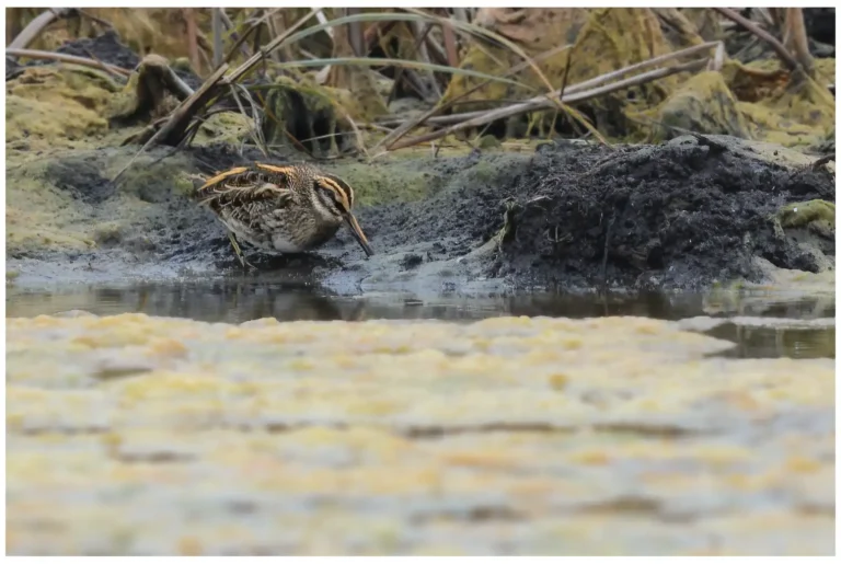 Dvärgbeckasin - (Jack Snipe)