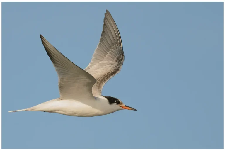 Fisktärna - (Common Tern) - unge