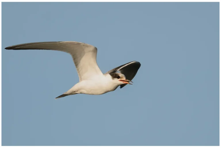 Fisktärna - (Common Tern)