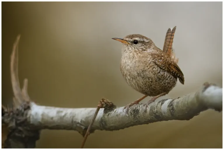 Gärdsmyg - (Winter Wren)