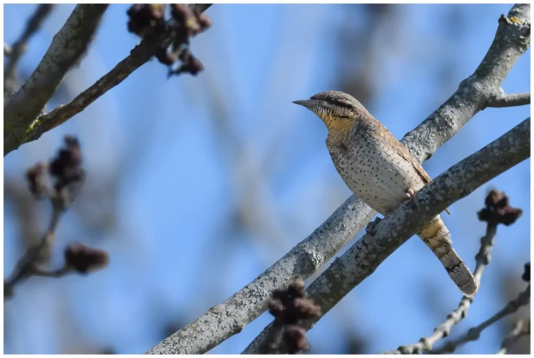 Göktyta - (Eurasian Wryneck)