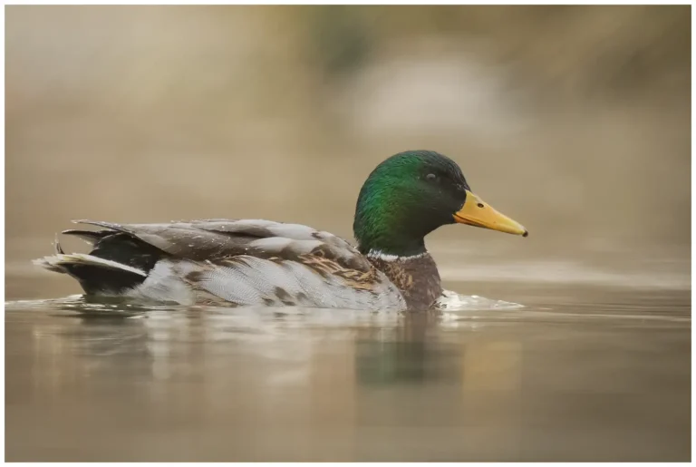 gräsand - (Mallard)