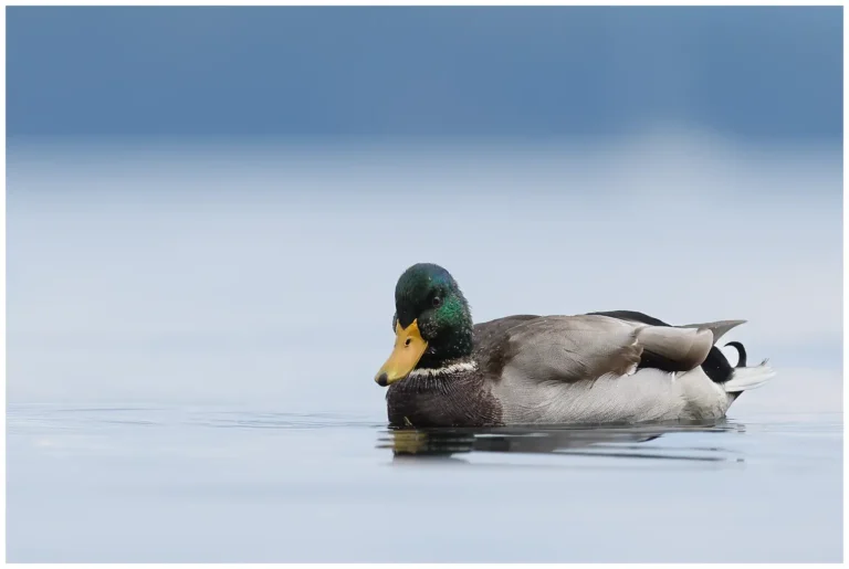 Gräsand - (Mallard) - hanne