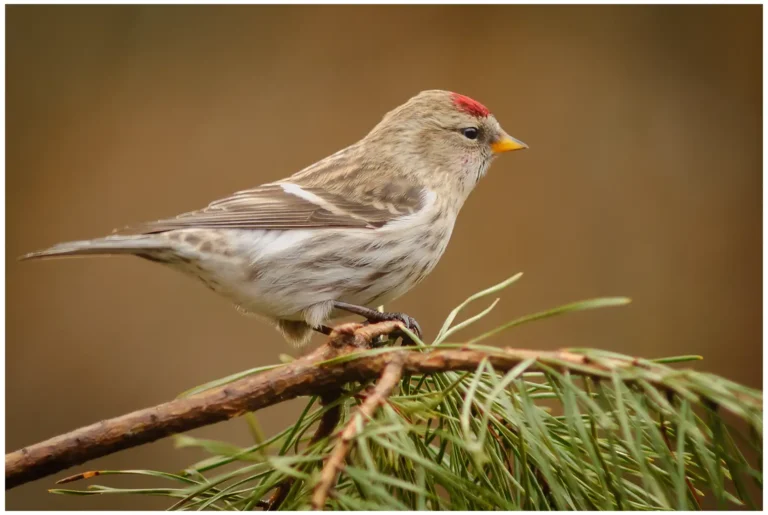 Gråsiska - (Redpoll)